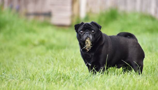 Why Do Dogs Eat Grass? The #1 Most Googled Question