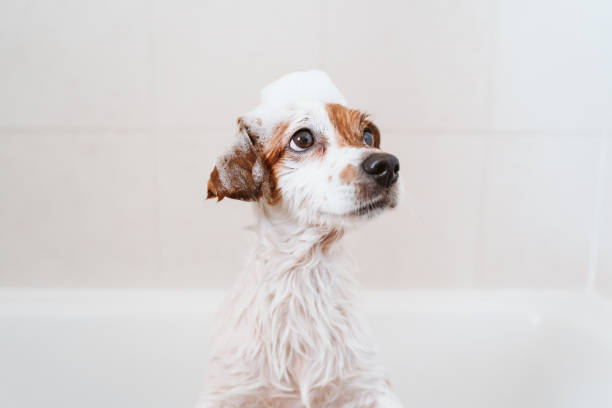 Grooming & Hygiene