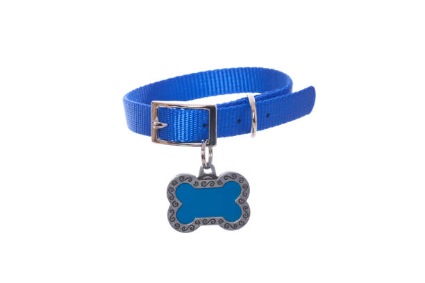 Training, Leashes & Collars