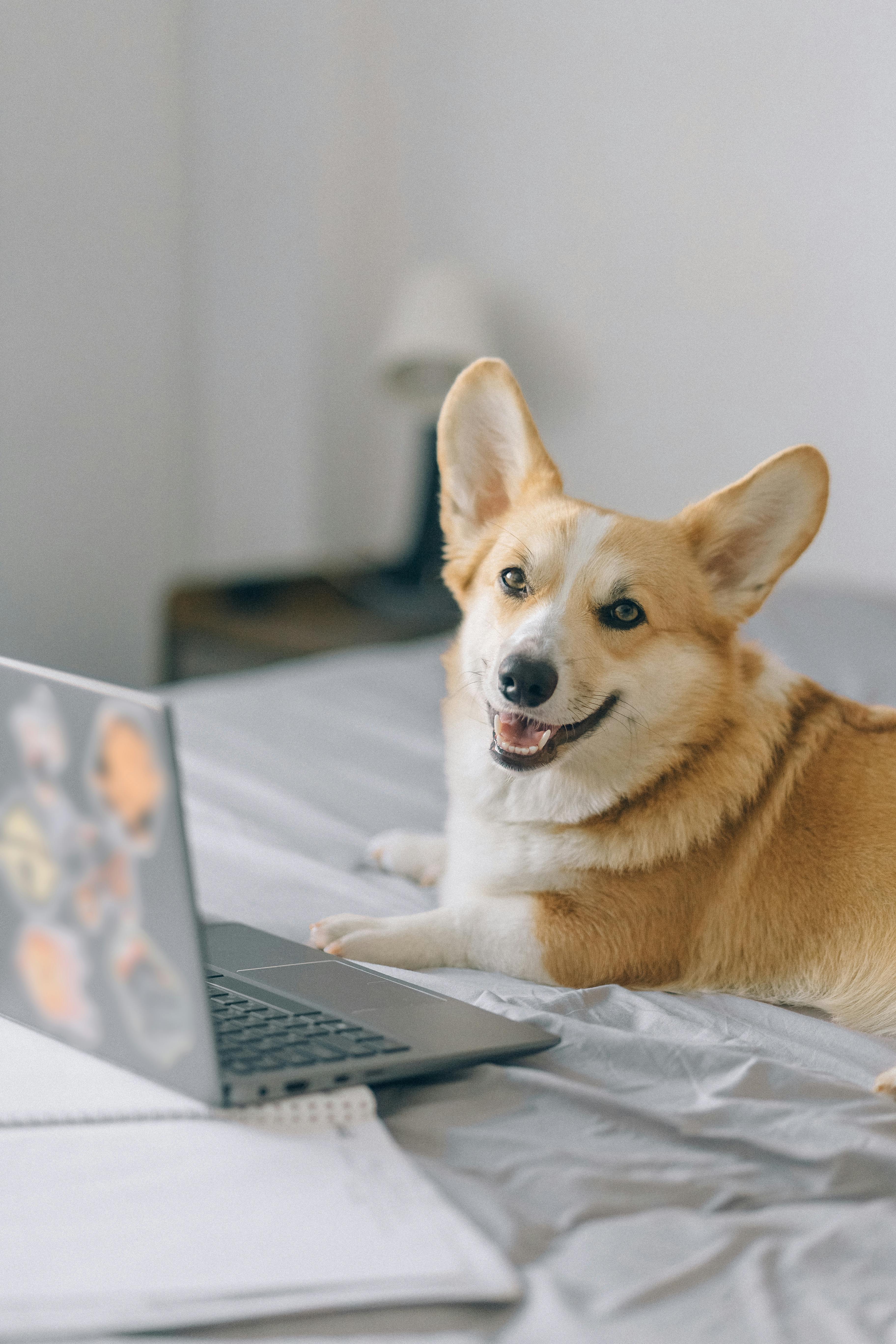 Dog Tech