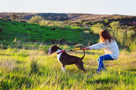 No-Pull Harness vs Standard Collar: Which is Better?