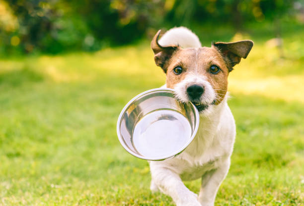 Training Your Dog to Use an Automatic Feeder