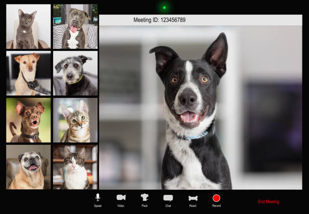 Why a Pet Camera with 2-Way Audio is a Must-Have