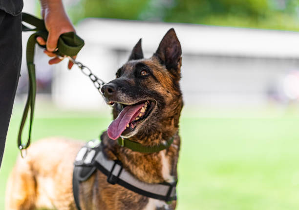 The Complete Guide to Using a Shock Training Collar Safely