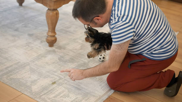 Best Puppy Training Pads for 2025