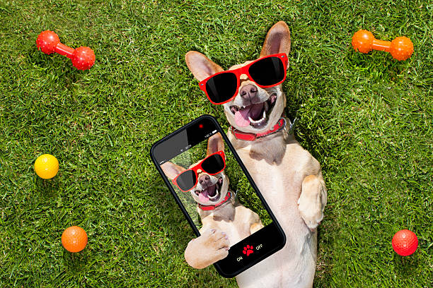 How to Stay Connected with Your Dog Using a Pet Camera