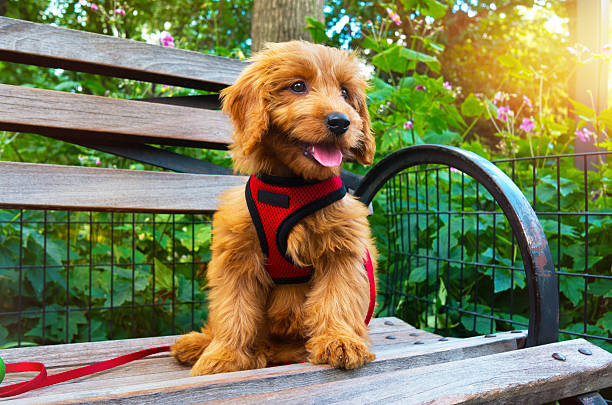 Complete Guide: How to Choose the Right Dog Harness
