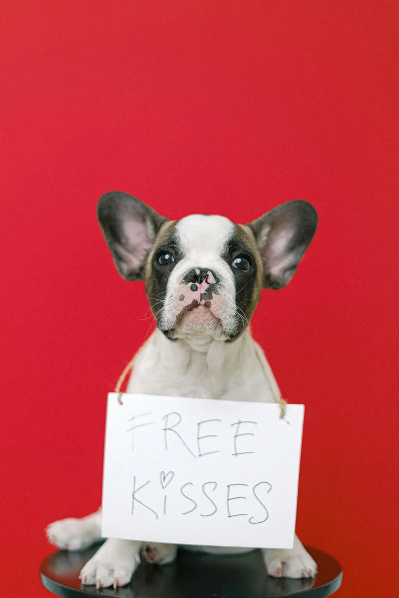 french bull dog puppy free kisses sign