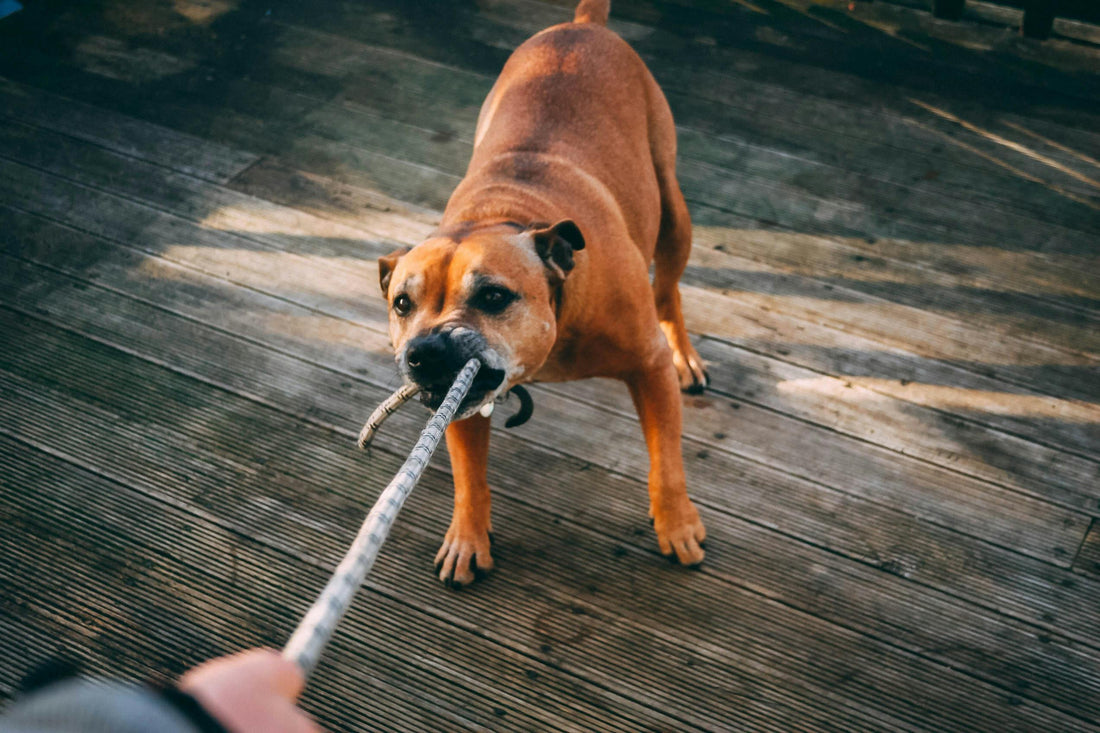 Humane Shock Collar vs Traditional Training: Which Works Best?
