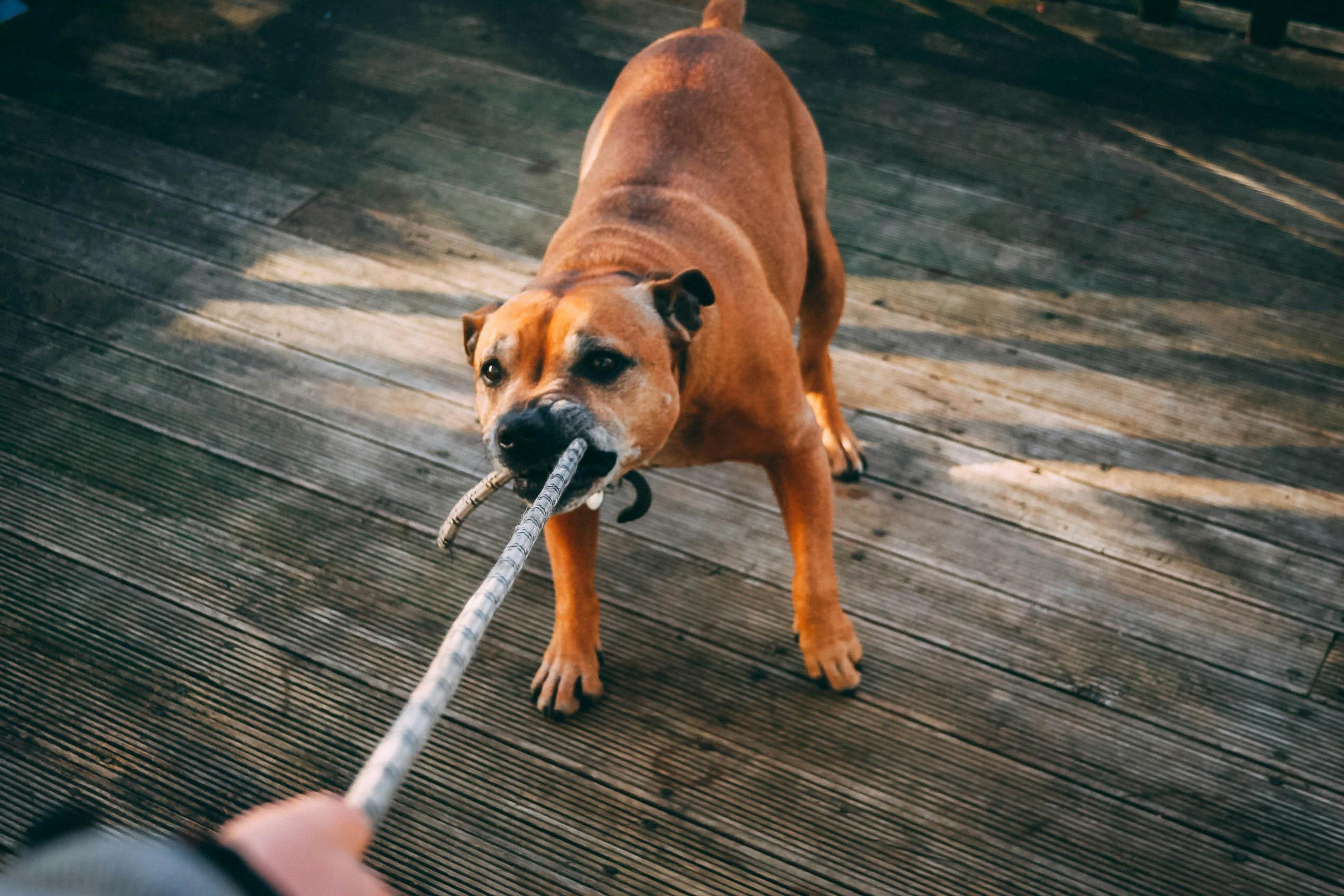 Humane Shock Collar vs Traditional Training: Which Works Best?