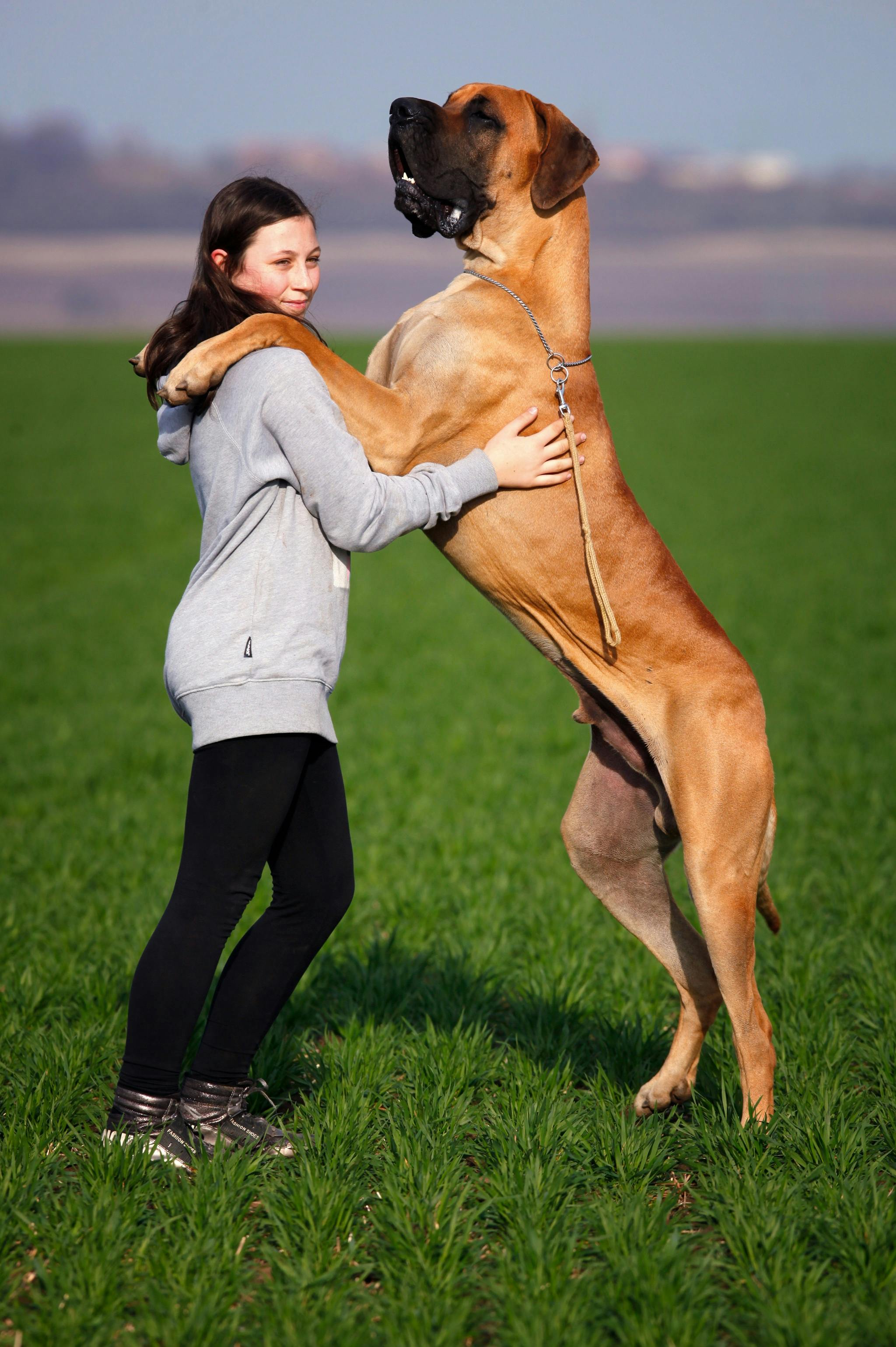 15L Large Capacity Dog Feeders: Why Size Matters