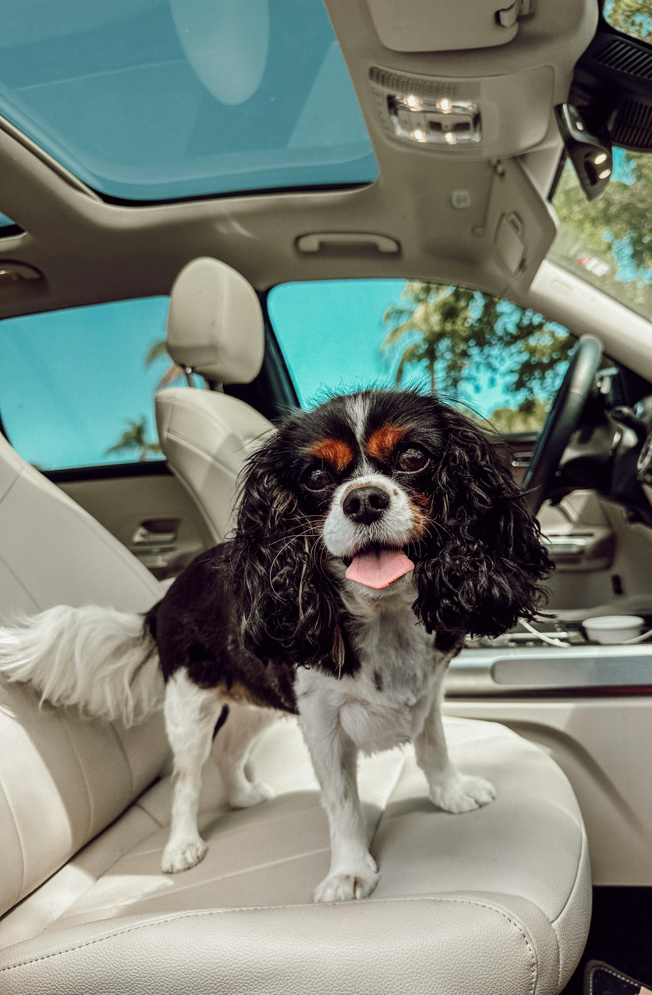 The Best Dog Car Seat Covers for 2025