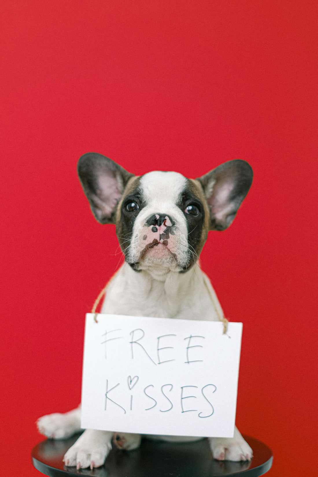 French Bulldog Care Guide: America's Most Popular Dog Breed in 2025
