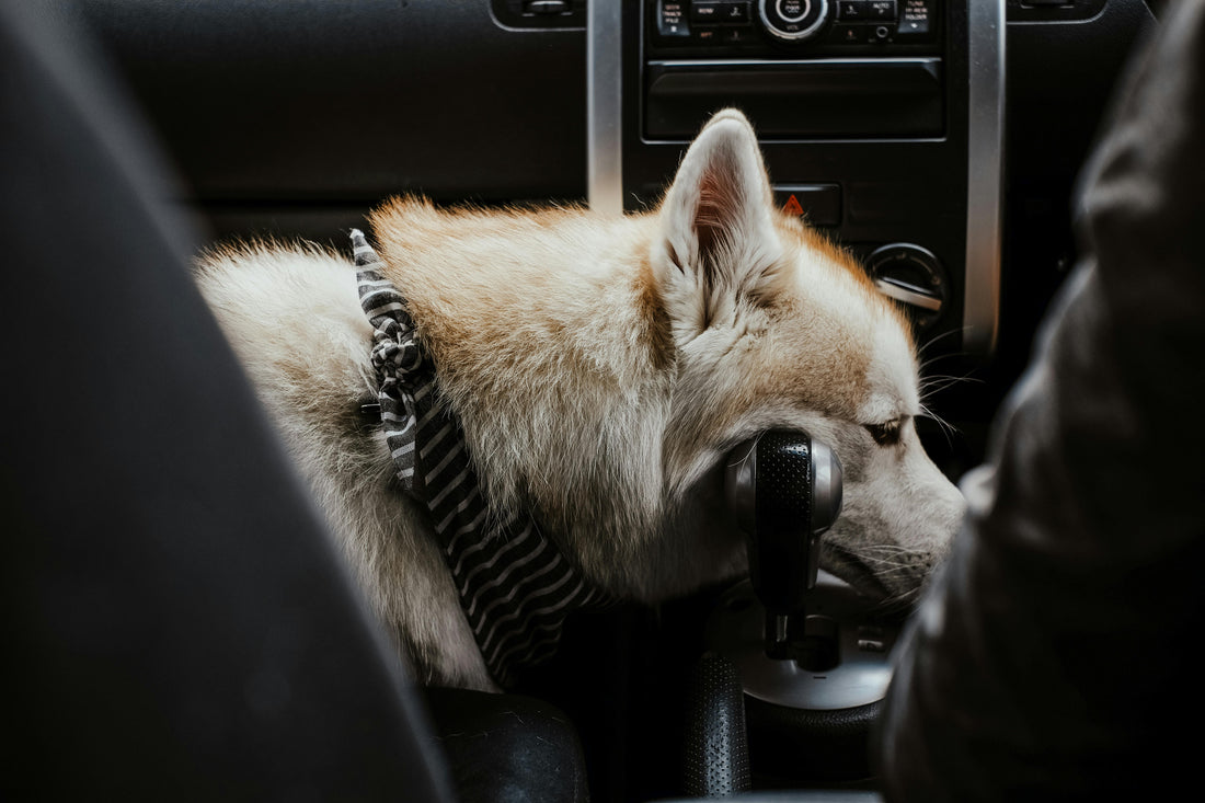 10 Reasons Every Dog Owner Needs a Rear Car Seat Cover
