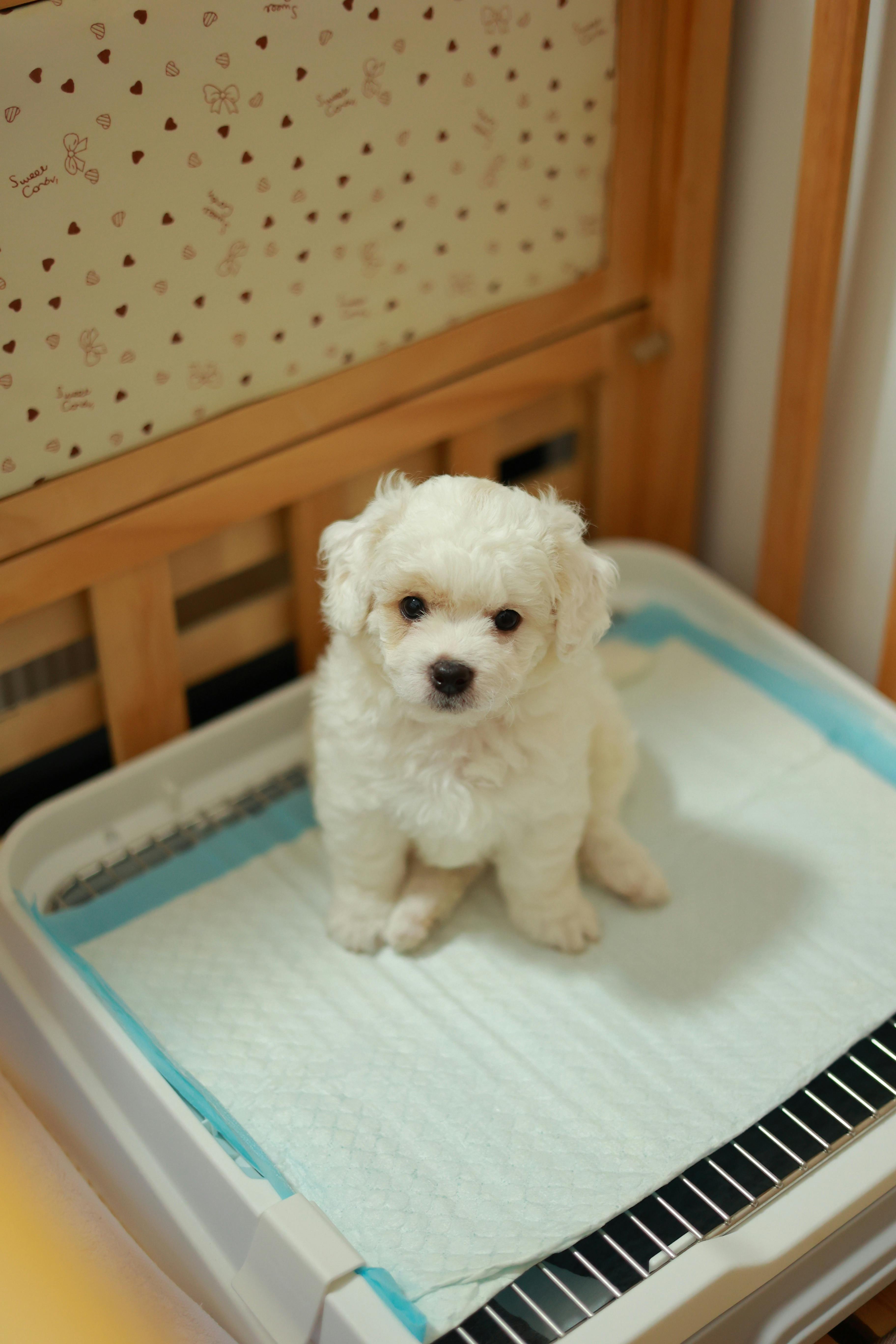 How to Potty Train Your Puppy with Pee Pads