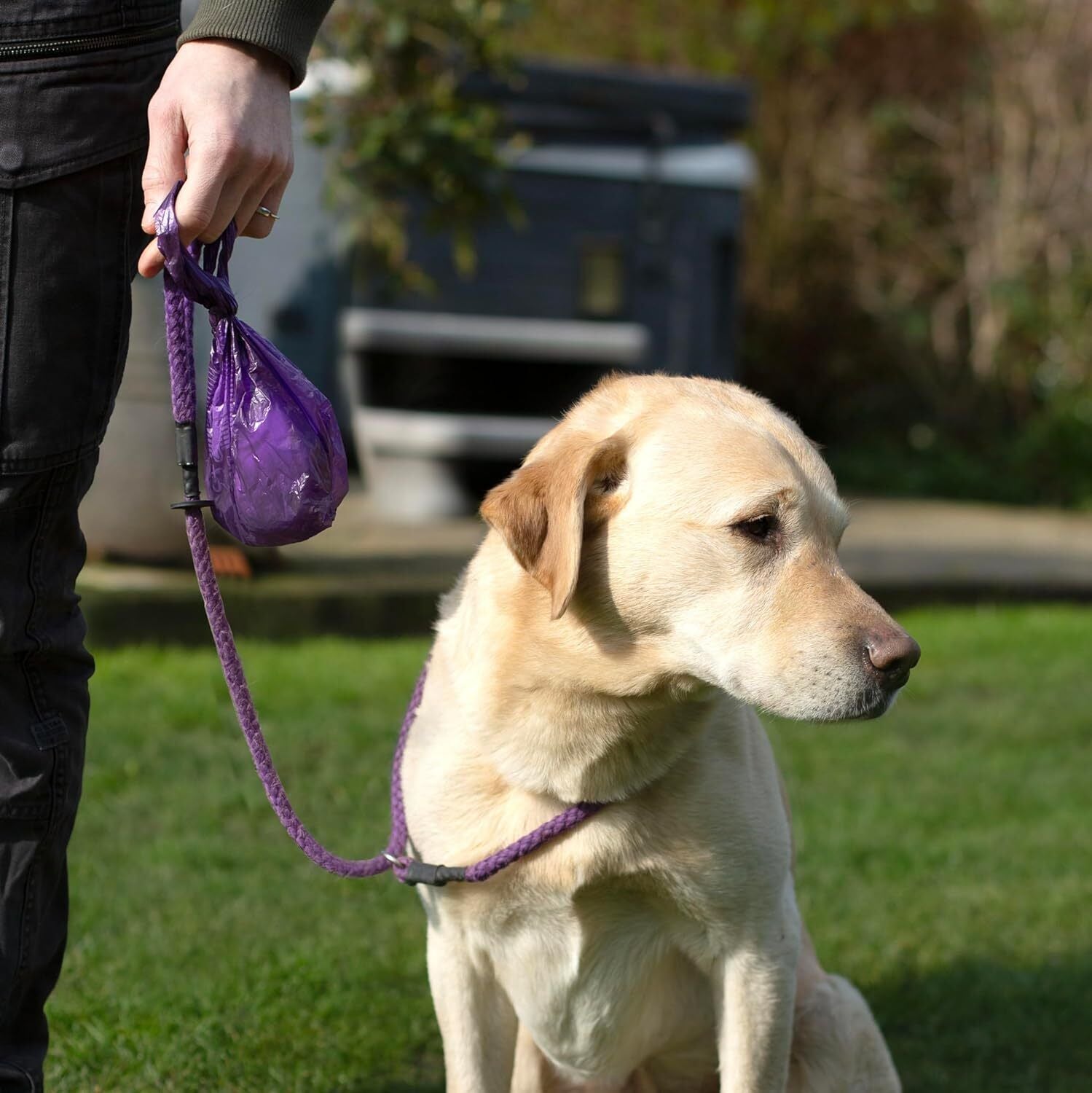 Sustainable dog waste bags made from cornstarch material